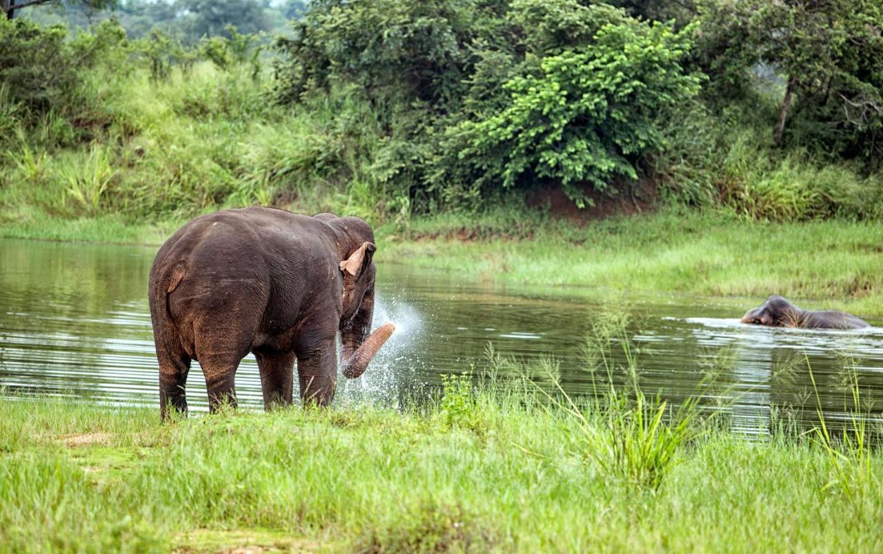 Lavendish Wild Safari Hotel Wasgamuwa Екстериор снимка